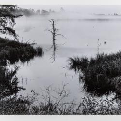 Stump, Seney, Michigan