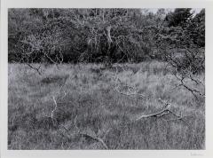 Branches, Glen Arbor, Michigan