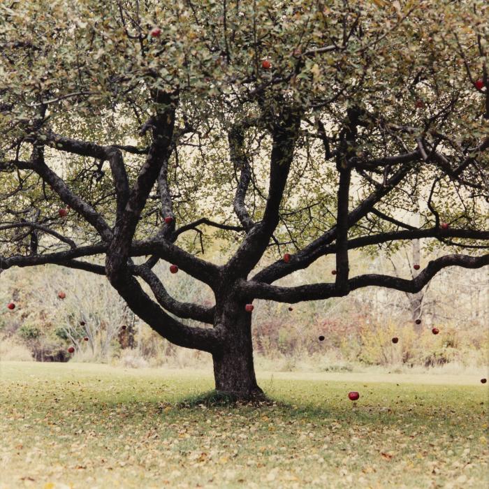 Apple Tree