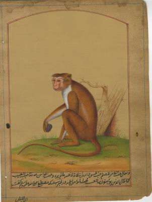 Monkey With Fruit