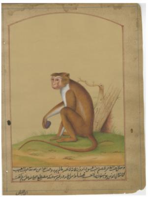 Monkey with Fruit