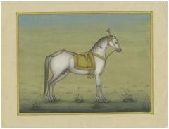 White Stately Horse