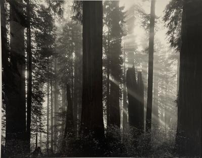 Morning Redwoods, California