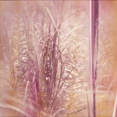 Stalk and Clump of Grass I