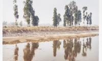 Water, trees, earth and space