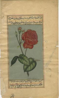 Rose With Urdu Script