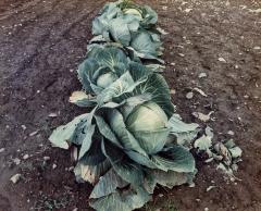 The Last Cabbages