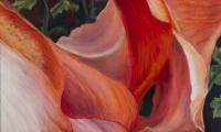 Amaryllis Close Up