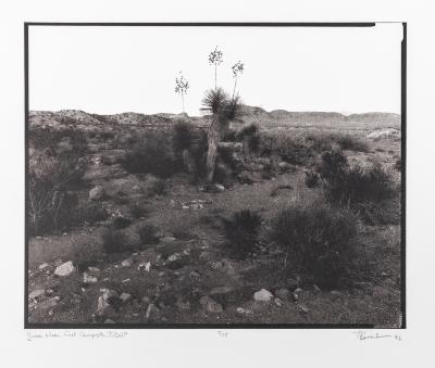 Yucca, Near First Campsite