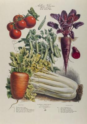 The Vegetable Garden (Album Vilmorin) No. 36