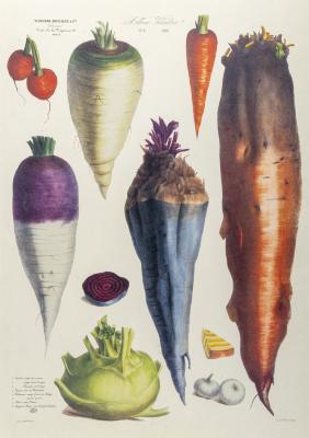 The Vegetable Garden (Album Vilmorin) No. 4