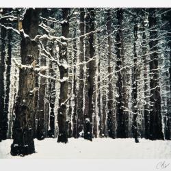 Michigan Winter Woods