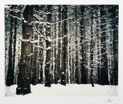 Michigan Winter Woods