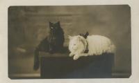 Untitled (Two Cats)