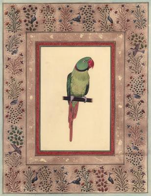 Green Parrot