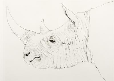 Rhino 