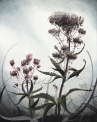 Joe-Pye Weed