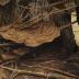 Shelf Fungus 