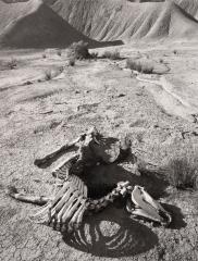 Horse Carcass, Ainsworth, Utah