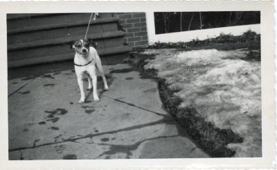 Untitled (Dog on Sidewalk) 