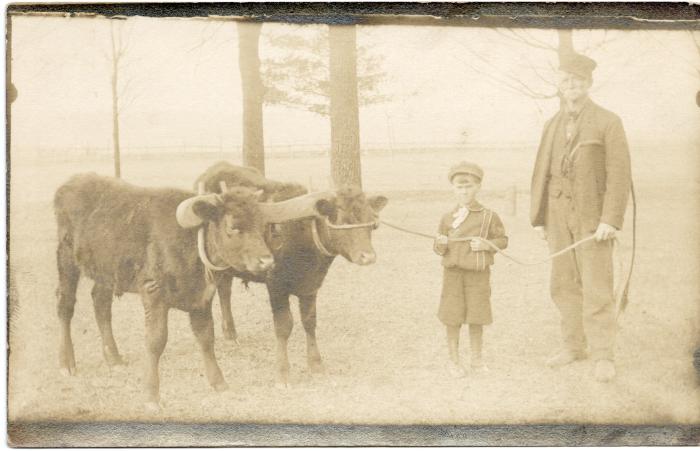 Untitled (Two Cows, Boy, and Man) 