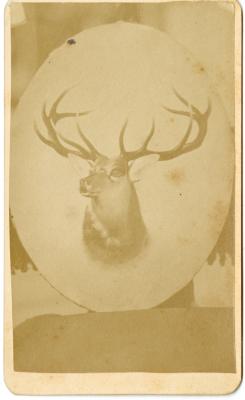 Untitled (Painting of Deer) 