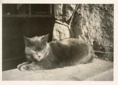 Untitled (Fuzzy Photo of a Sitting Cat)