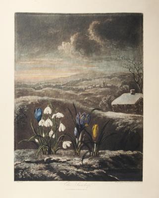 "The Snowdrop"