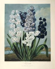 "Hyacinths"