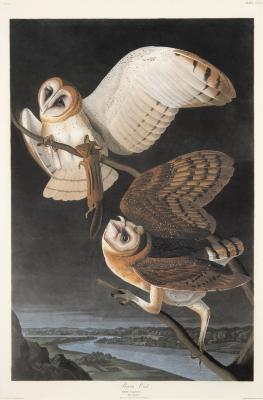 Barn Owl- Plate CXXI