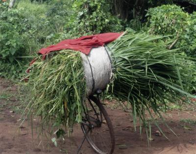 Bicycle Carrying Grass