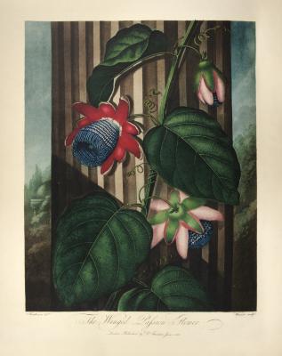 "The Winged Passion-Flower"