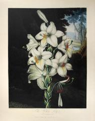 "The White Lily"