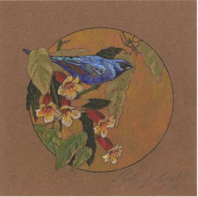 Blue Grosbeak