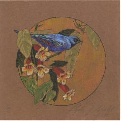 Blue Grosbeak